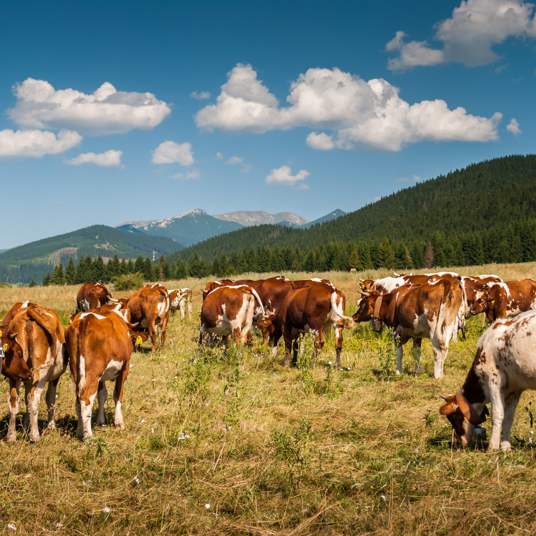 لماذا تكتسب العناية الطبيعية بالبشرة شعبية كبيرة في الإمارات العربية المتحدة: دليل شامل